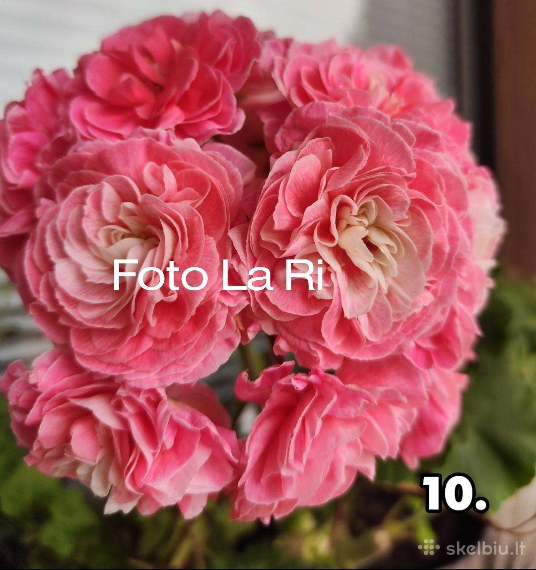 Pelargonija