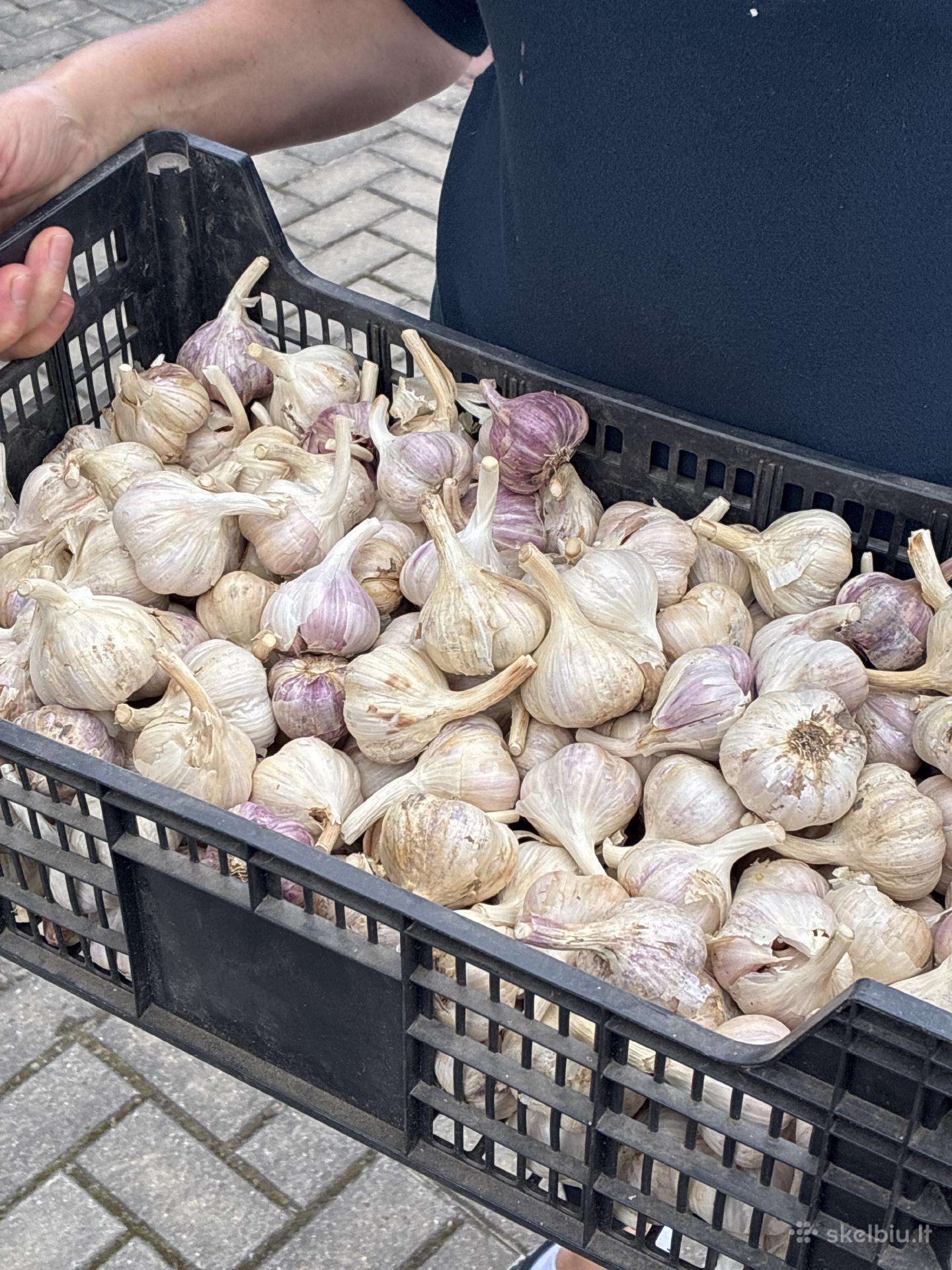 Žieminiai česnakai