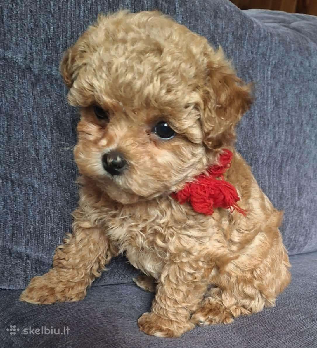 Maltipoo kalytė