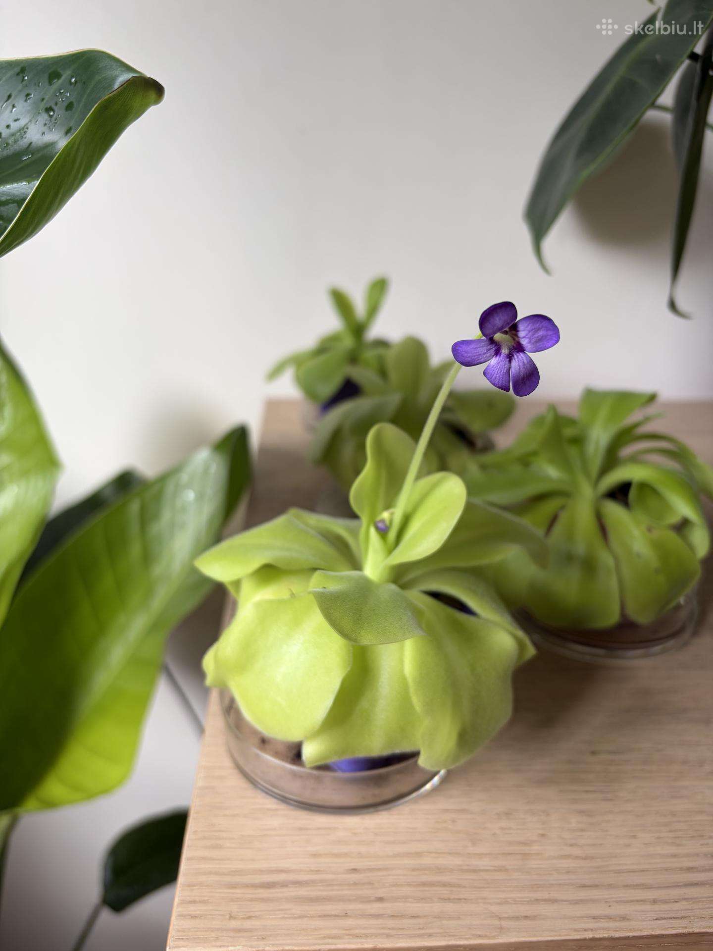 Morano tuklės (Pinguicula moranensis)