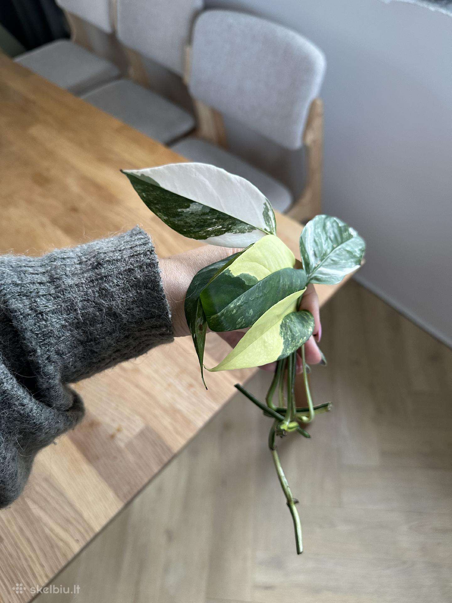 Epipremnum karpiniai