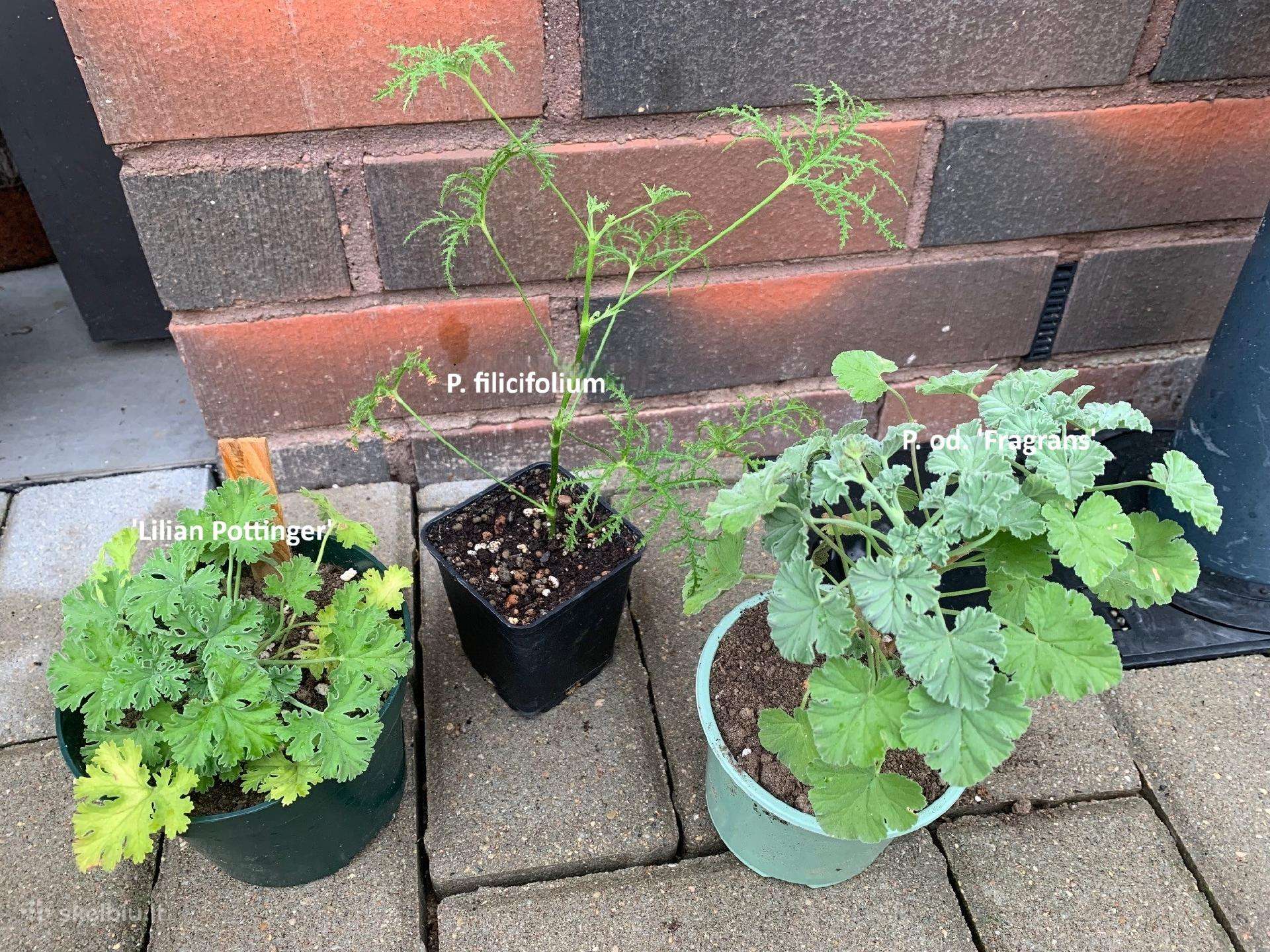 Kvapniosios pelargonijos