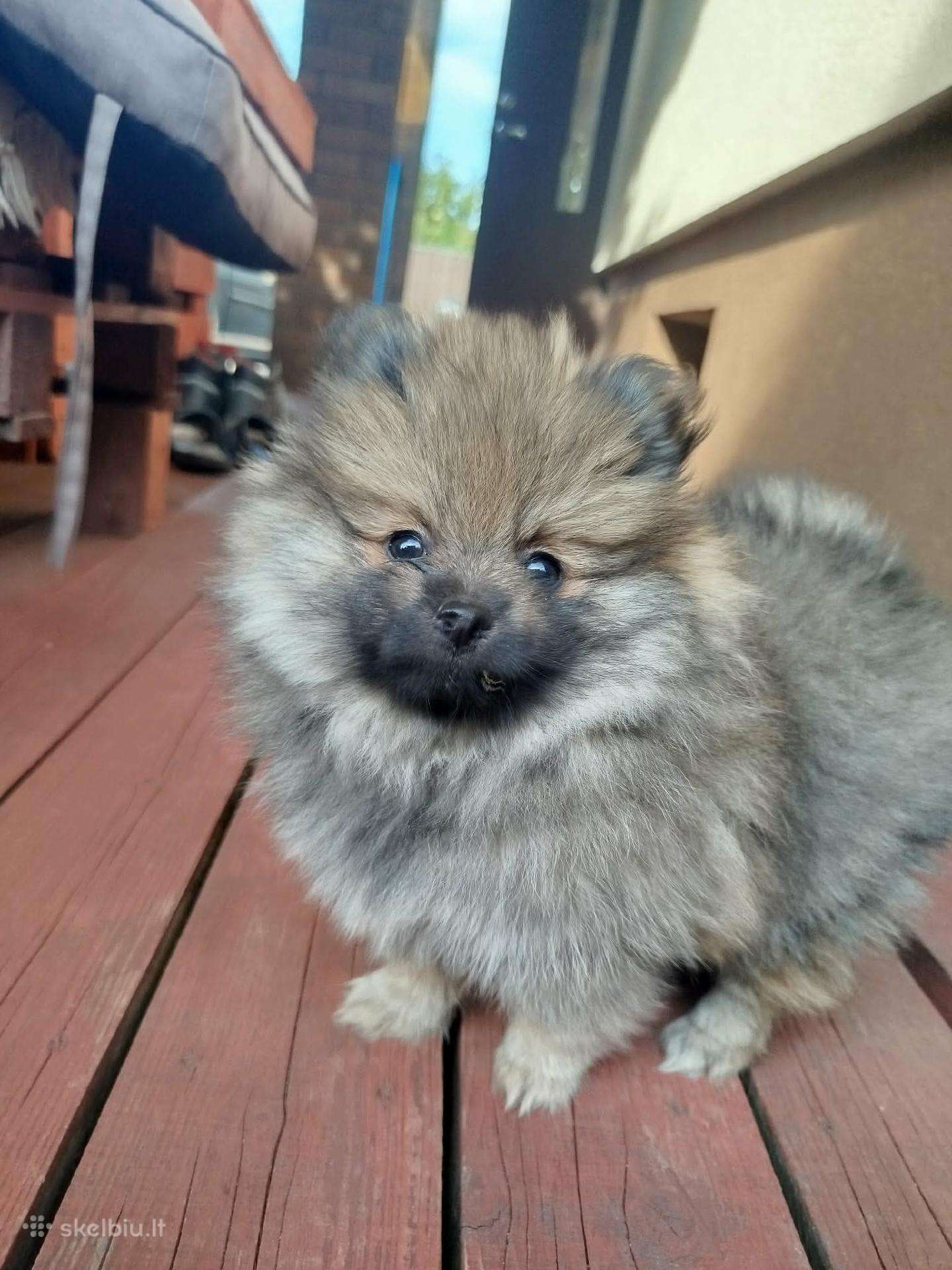 Parduodamos Pomeranijos špicų mergaitės