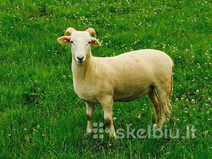 Parduodu arba keičiu Vilšyrhornų veislės baroną
