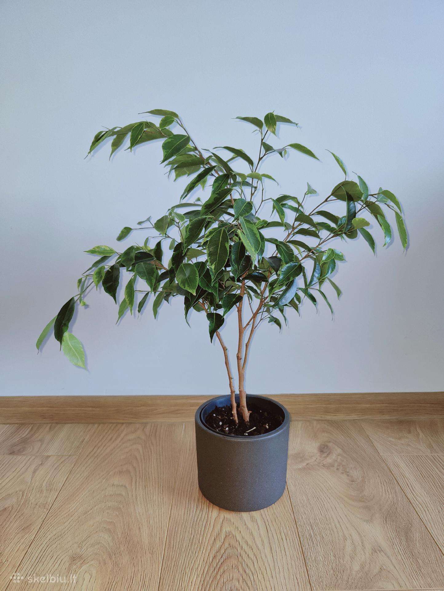 Ficus Benjamina Anastasia