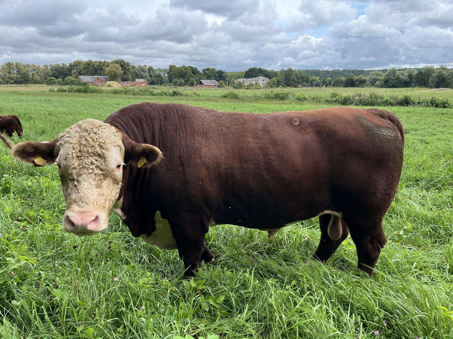 Parduodamas grynaveislis Hereford bulius reprodukt