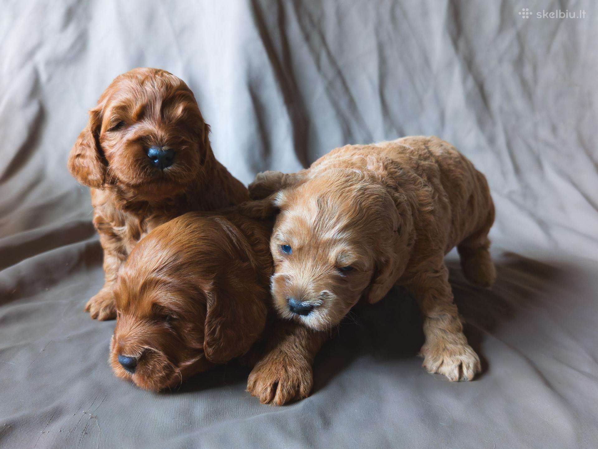 Cockapoo