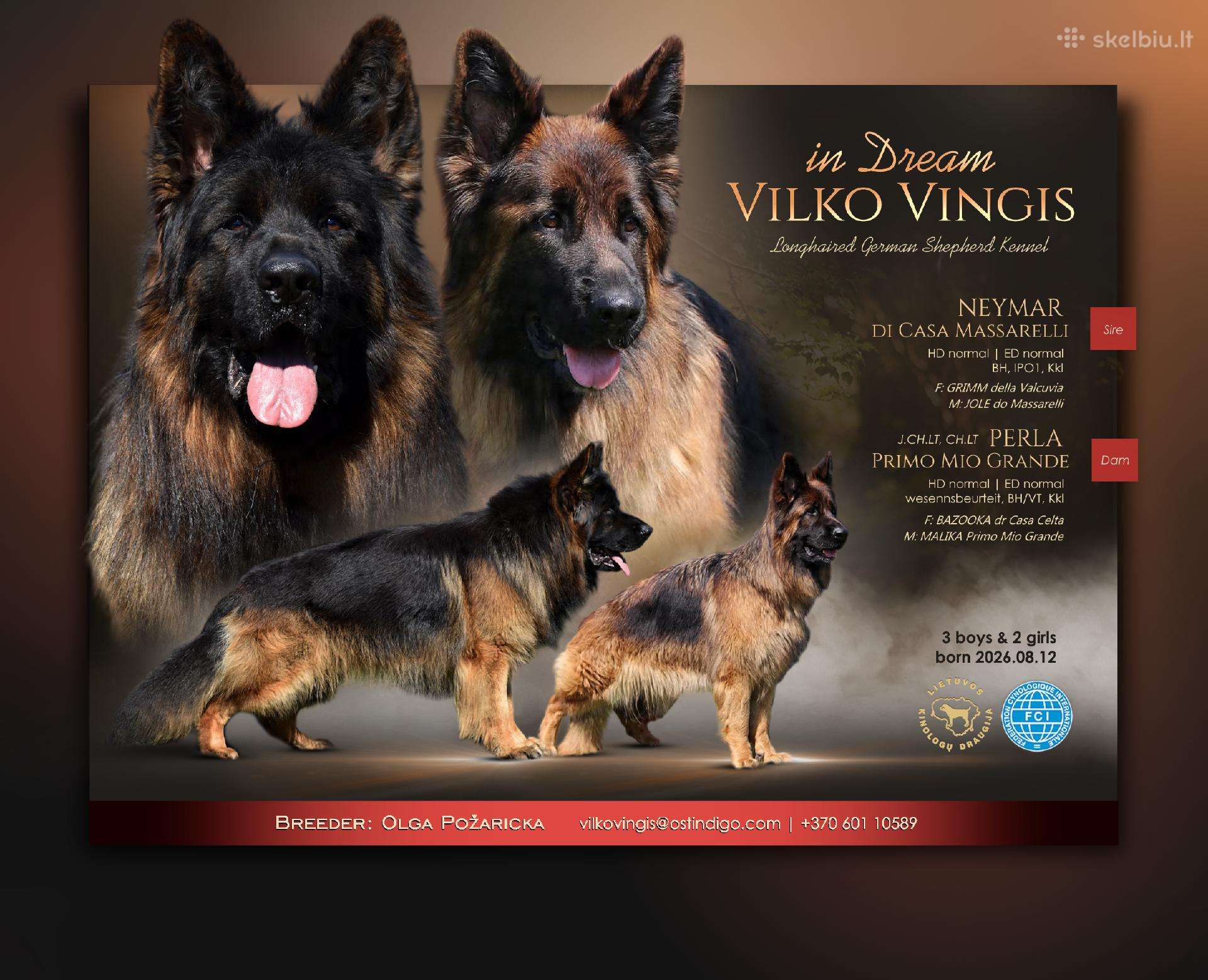 Parduodu Vokiečių Aviganius ilgaplaukius