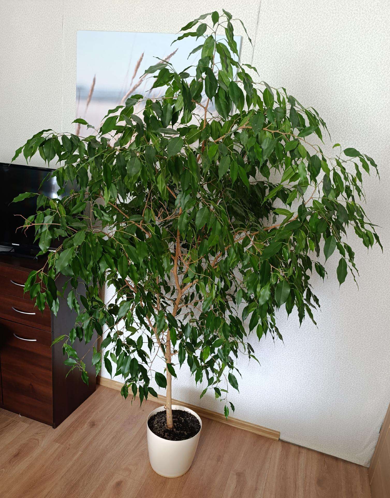 Parduodamas fikusas 170 cm