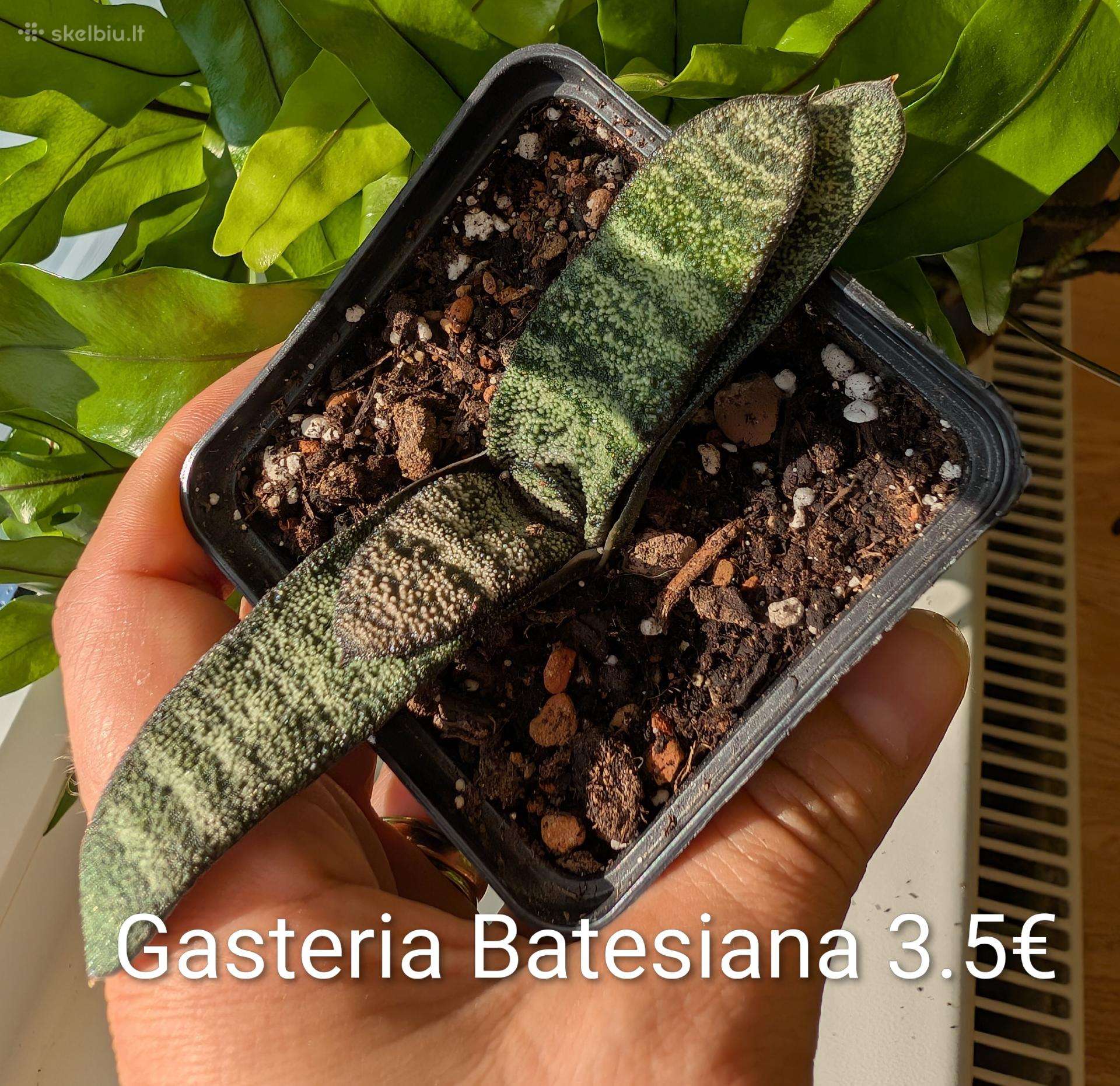 Sukulentai ceropegia, gasteria, haworthia ir kiti