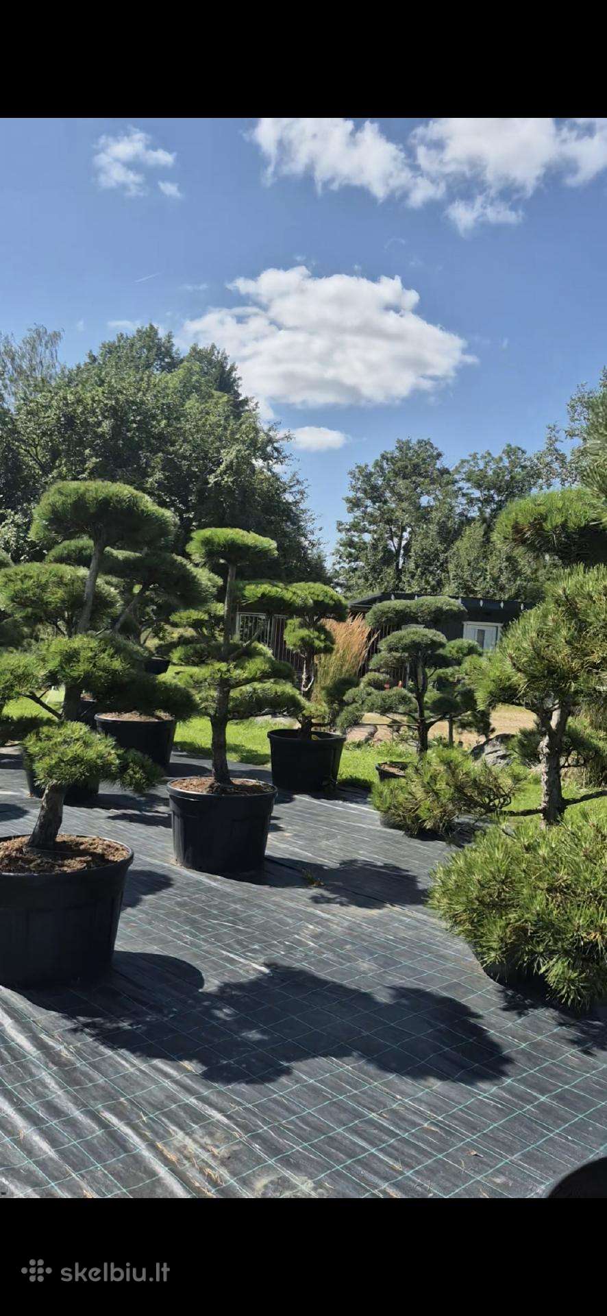 Bonsai.niwaki Juodoji pušis formuota lauko bonzai.
