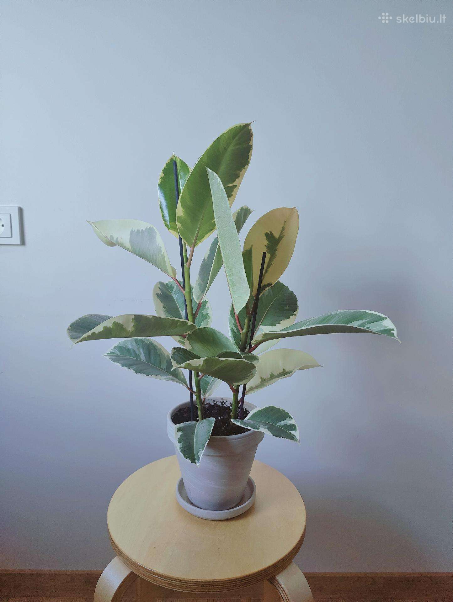 Ficus Elastica Tineke