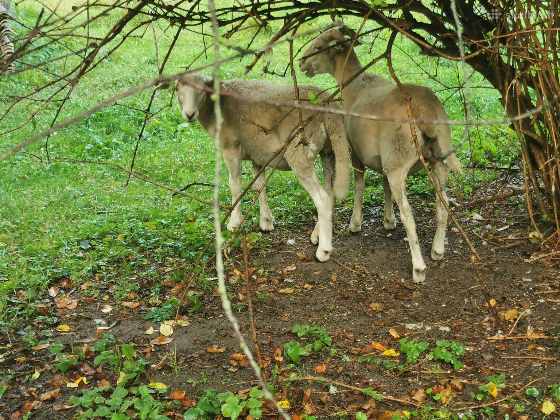 Parduodamos avys