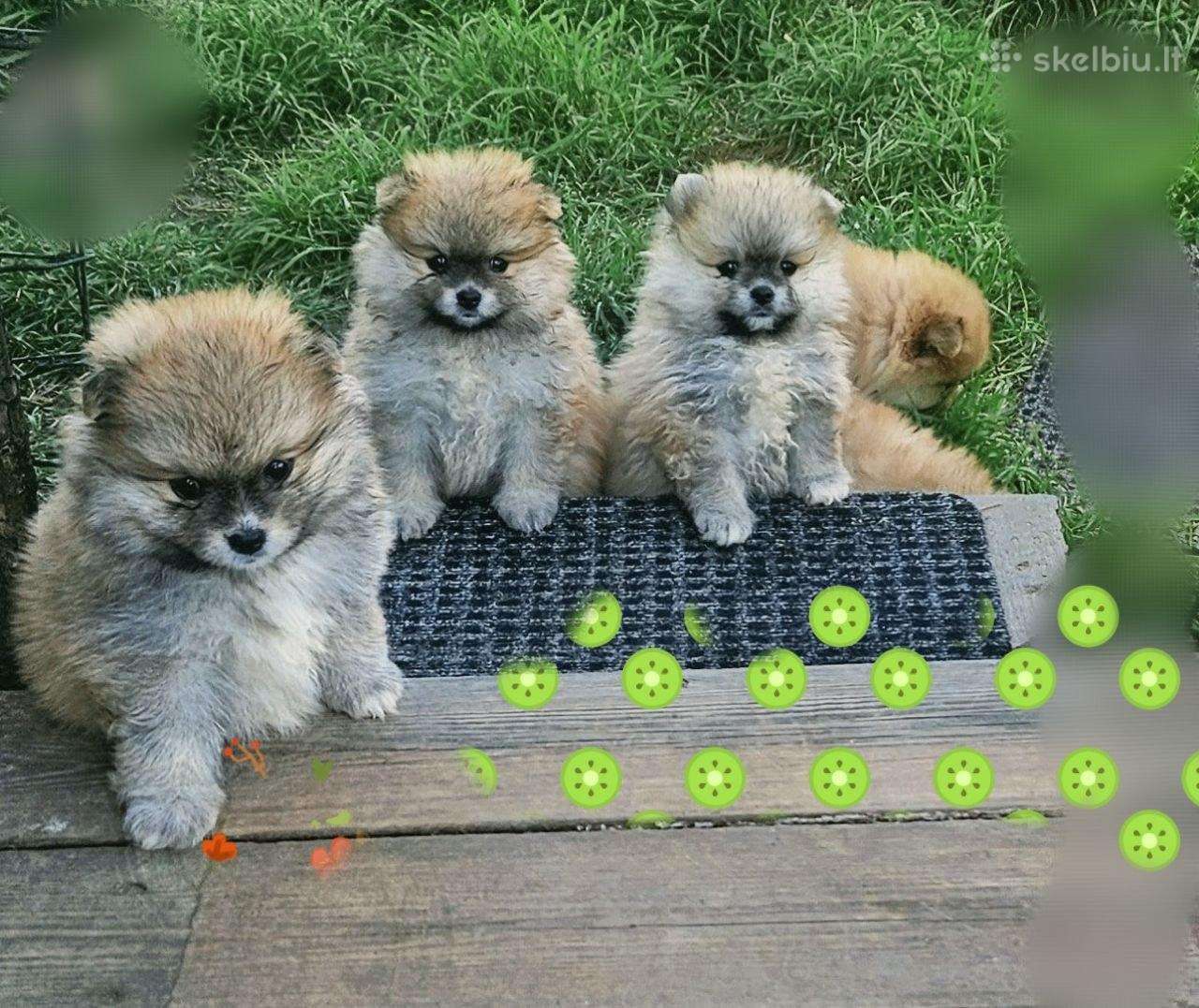 Pomeranijos nykštukinių špicai