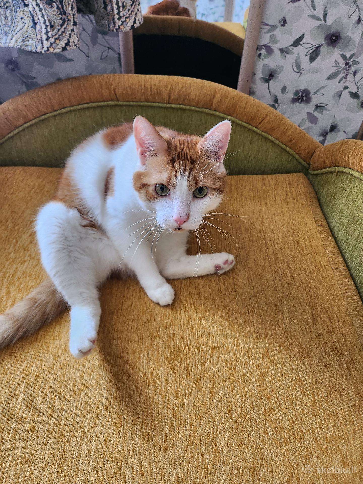 Sofa-lovs