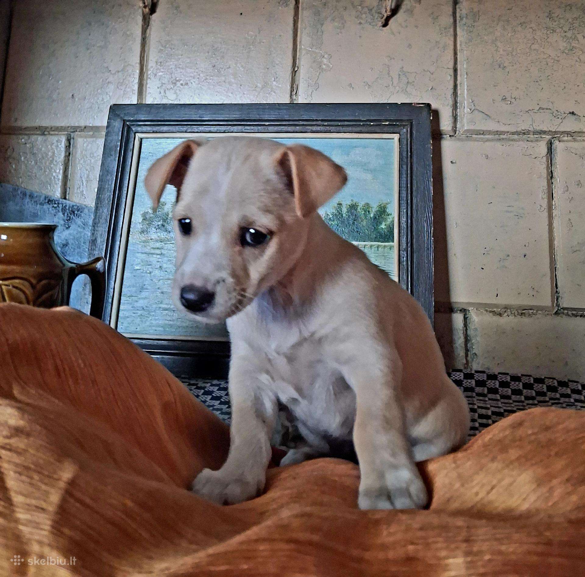 Mažytė 2mėn. Chichuahua ir Jack russel mišrunytė
