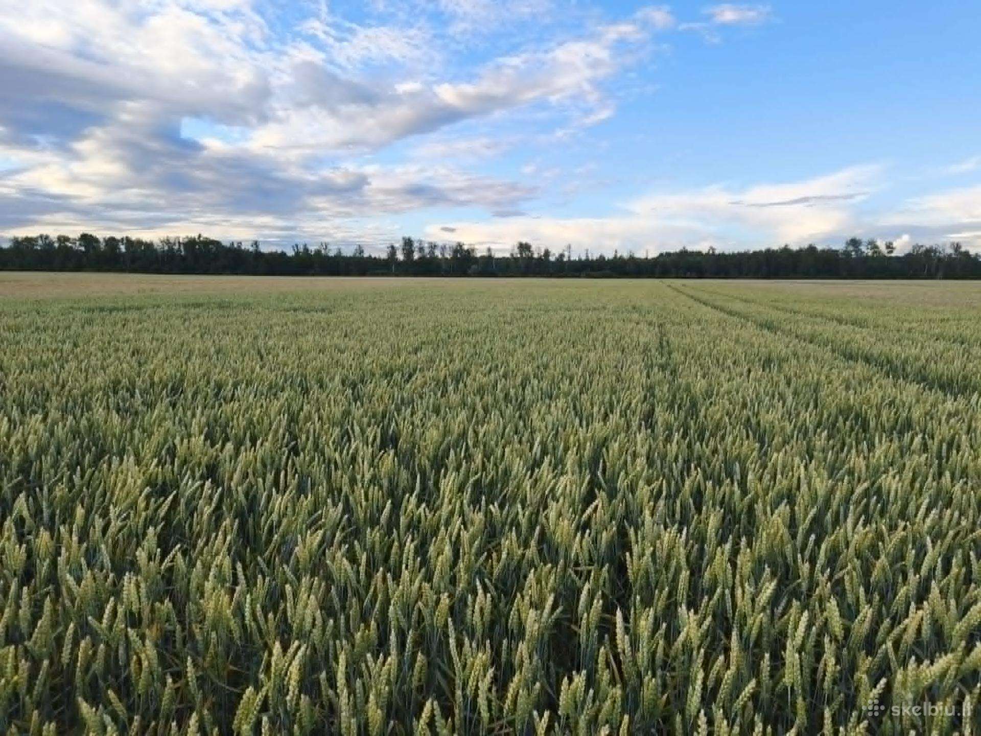 3 ha ir 1,5 ha ariamos žemės sklypai Stirniškiai