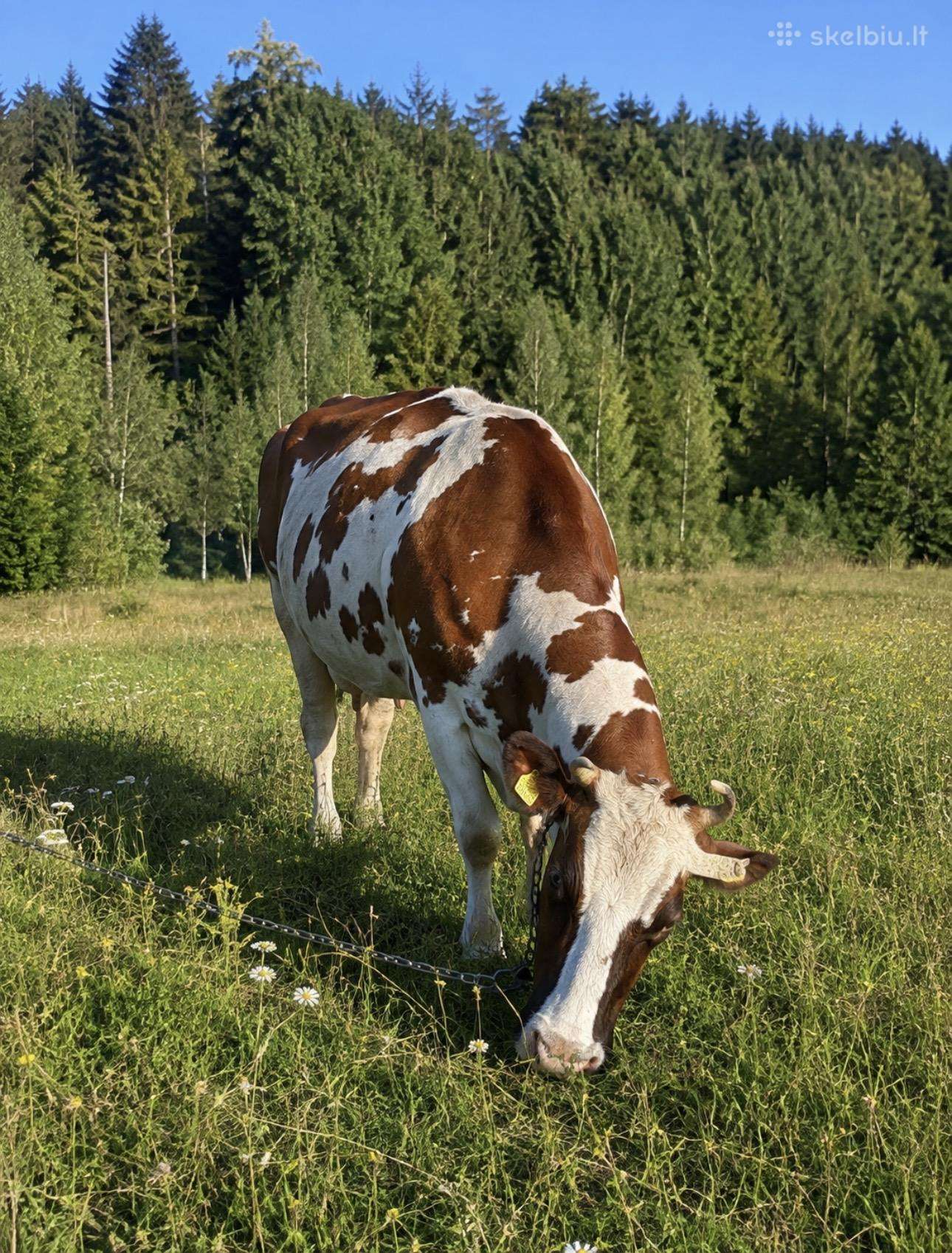 Parduodama veršinga pieninė karvė
