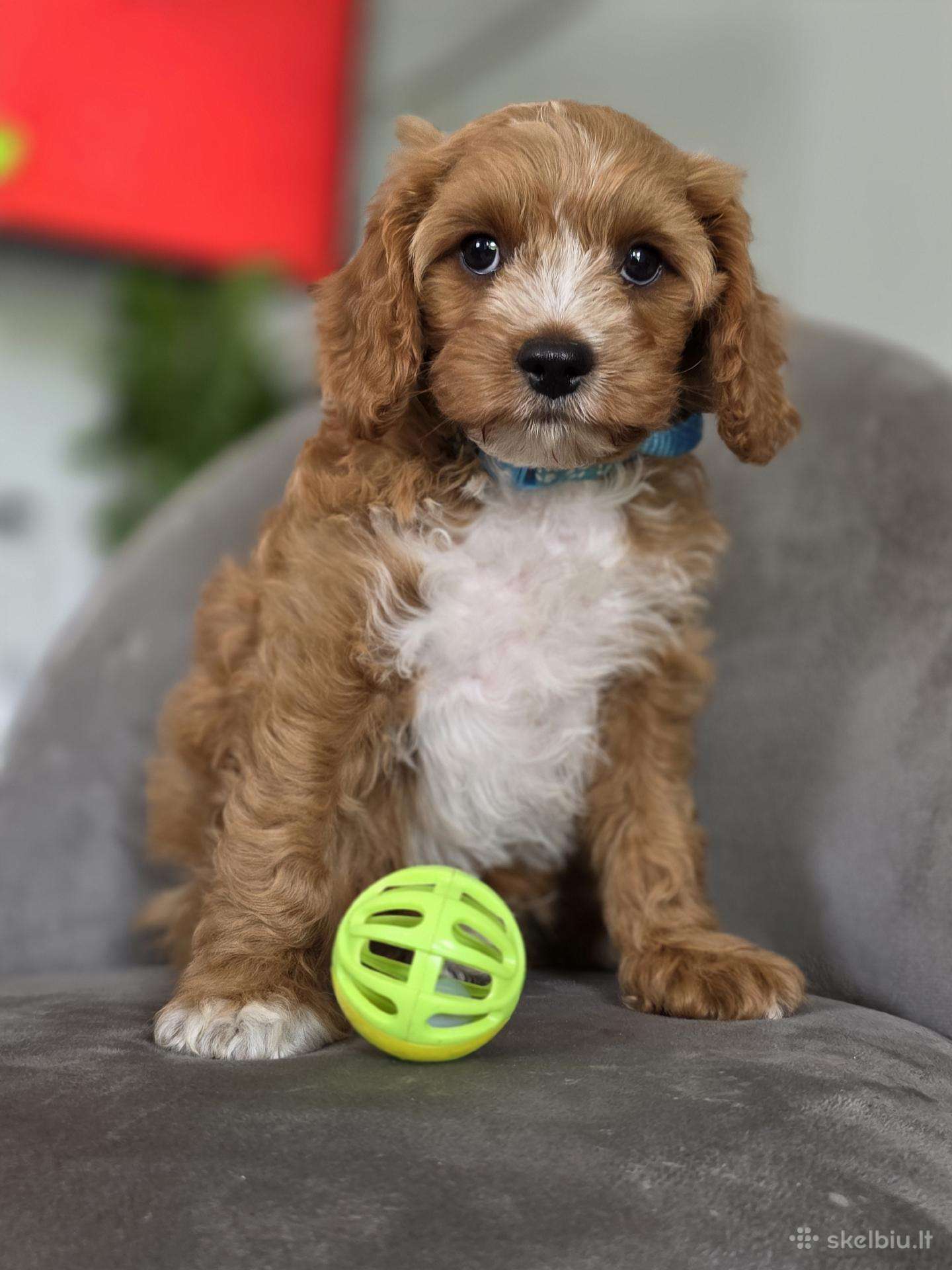 Cavapoo mazylis Hobis