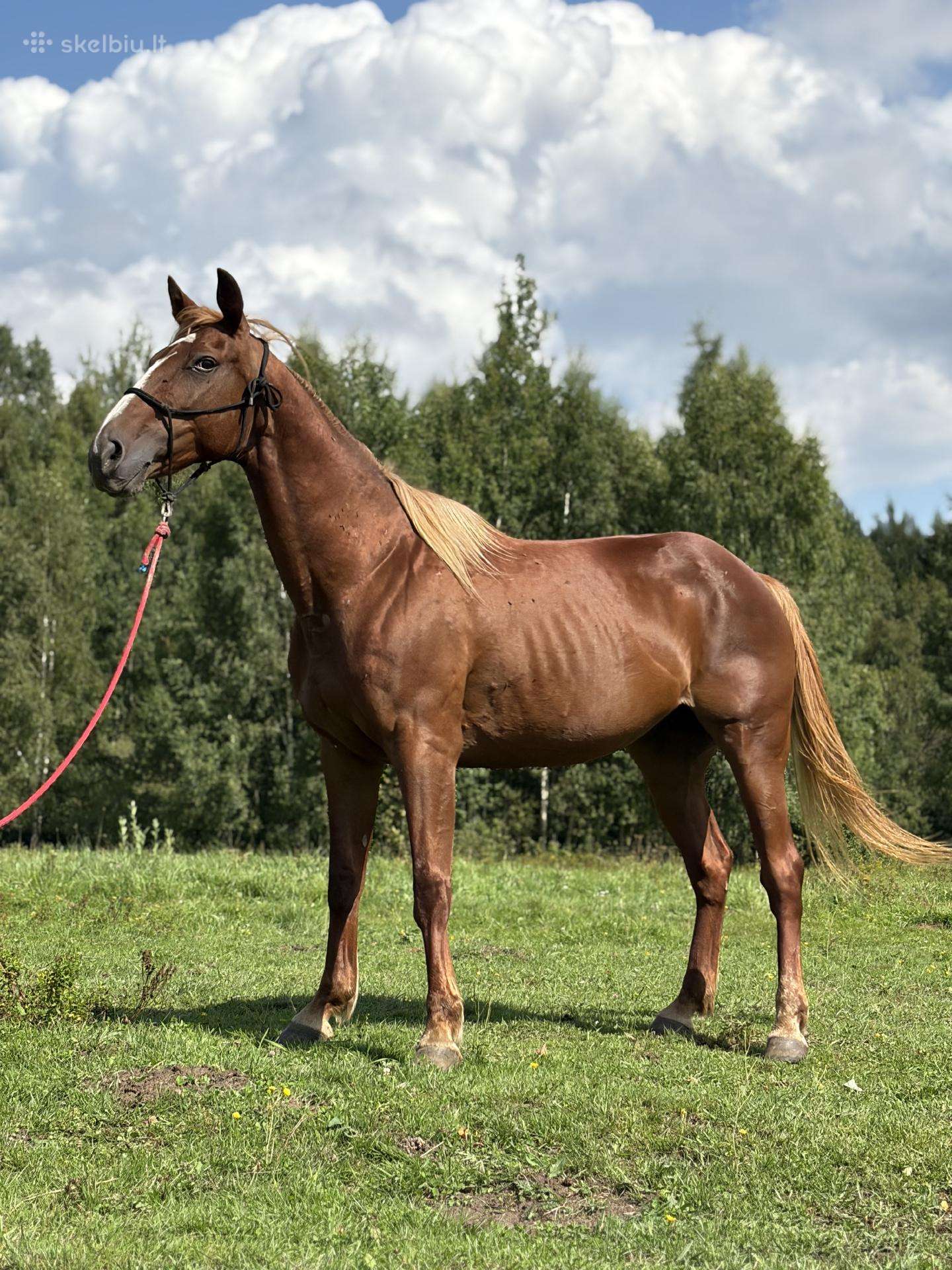 Parduodama