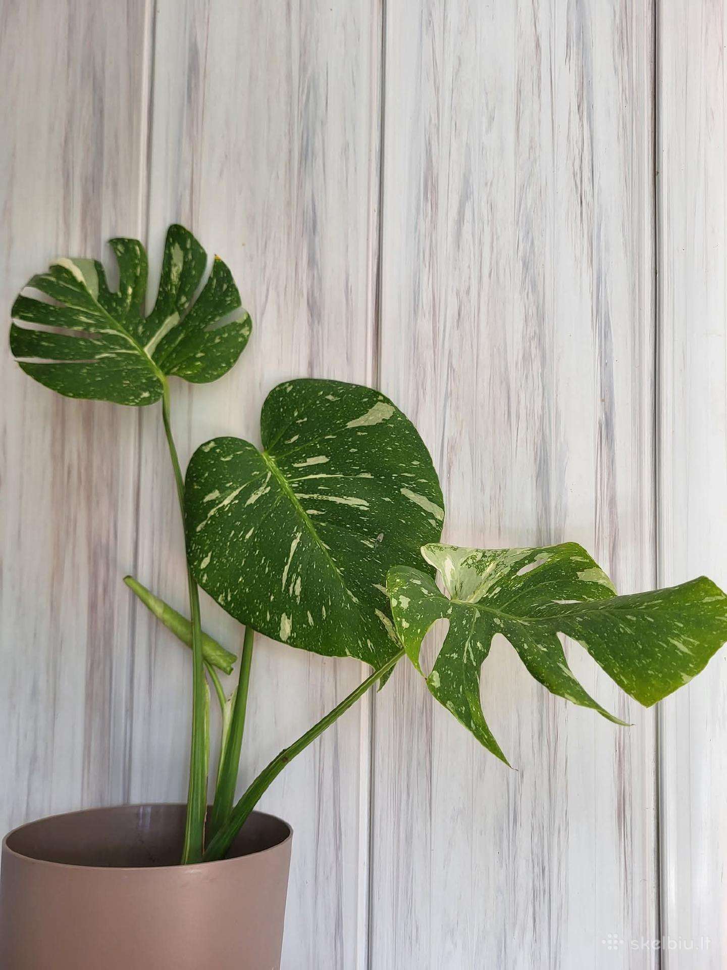Monstera Thai Constellation