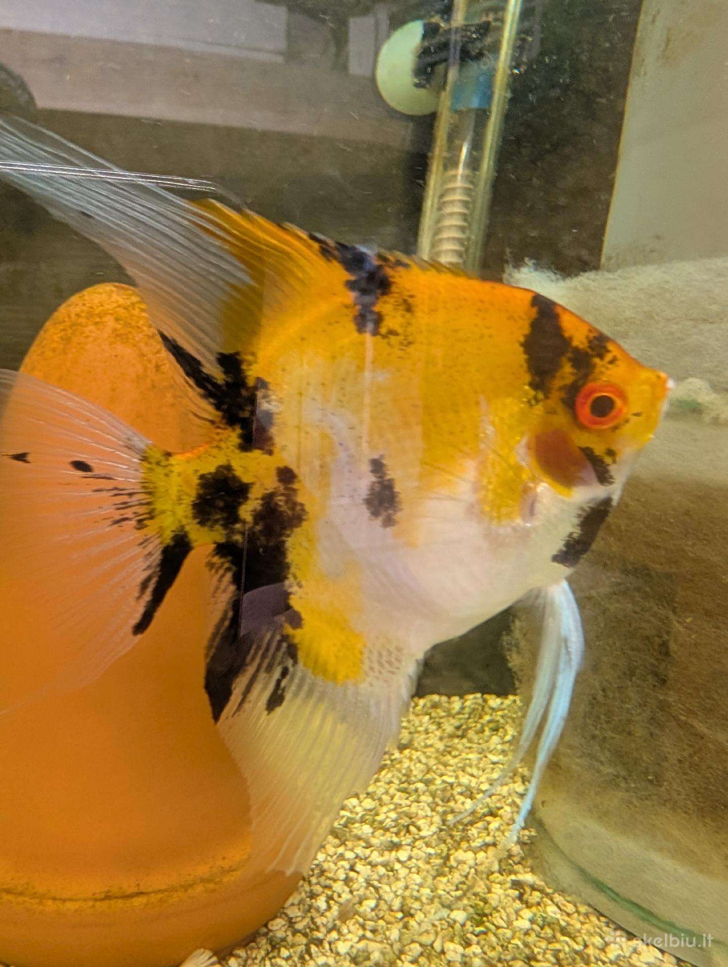 Parduodamos žuvys Scalare Red Devil