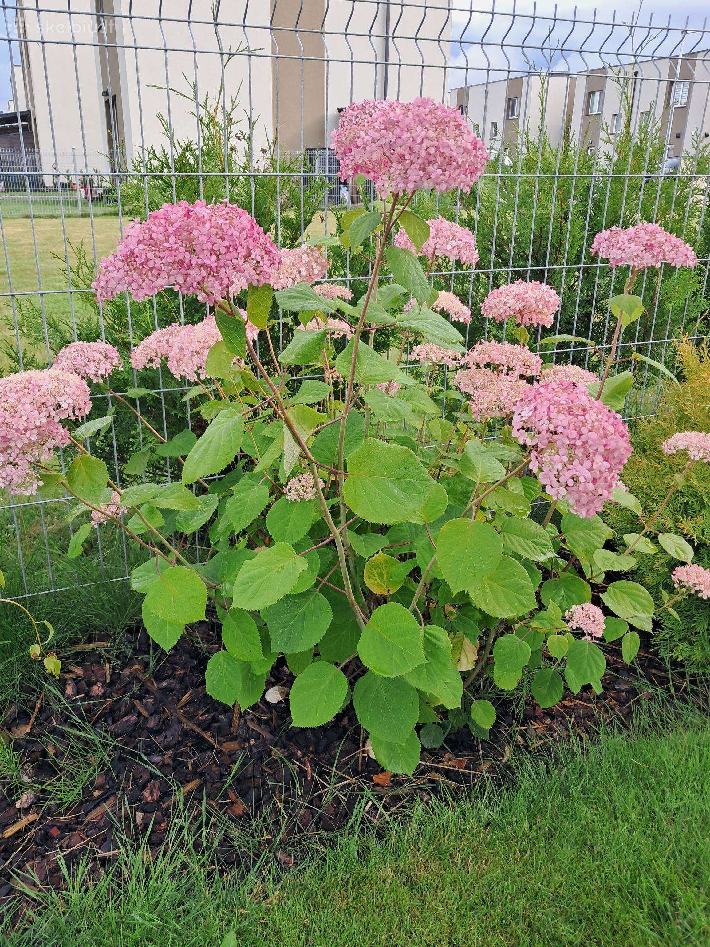 Hortenzija Pink Annabelle