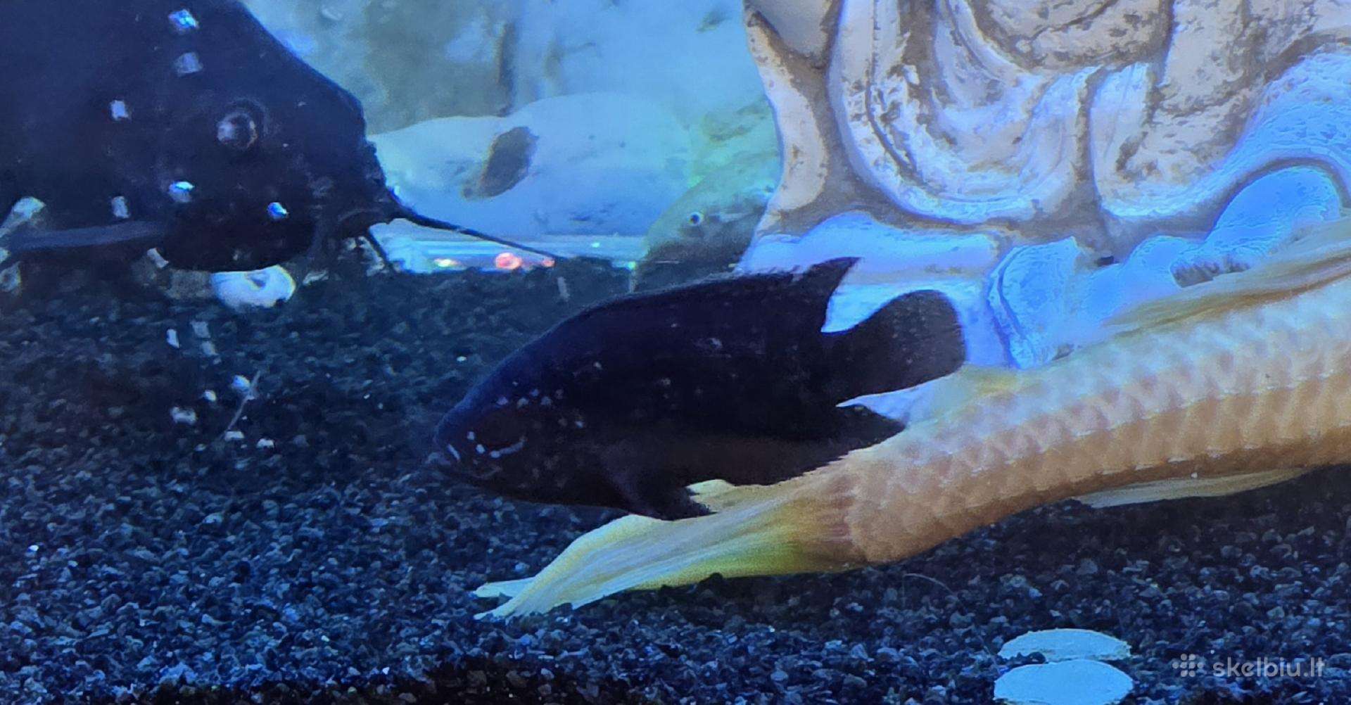 Jack dempsey - Cichlasoma octofasciatum