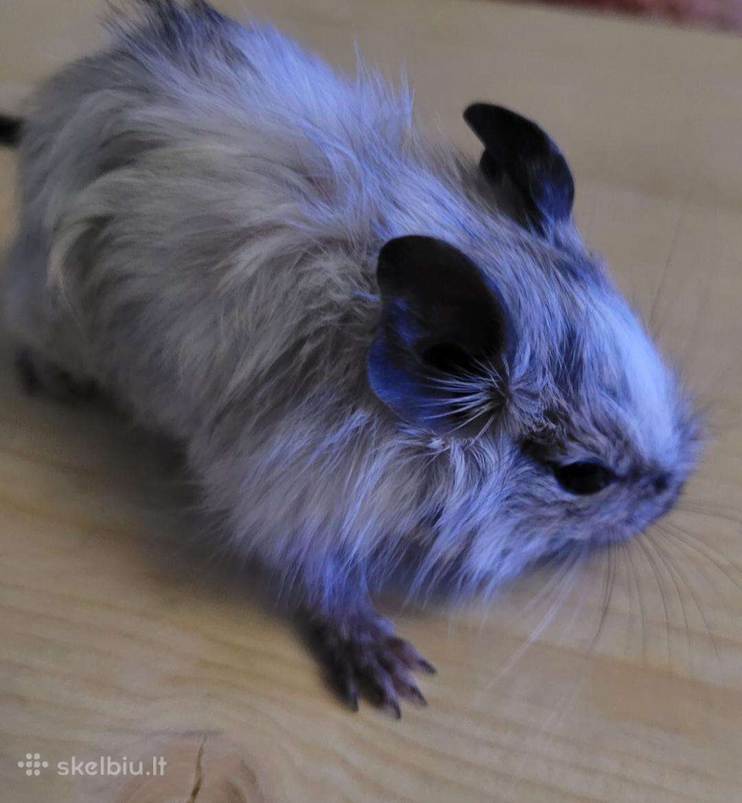Parduodu Degu