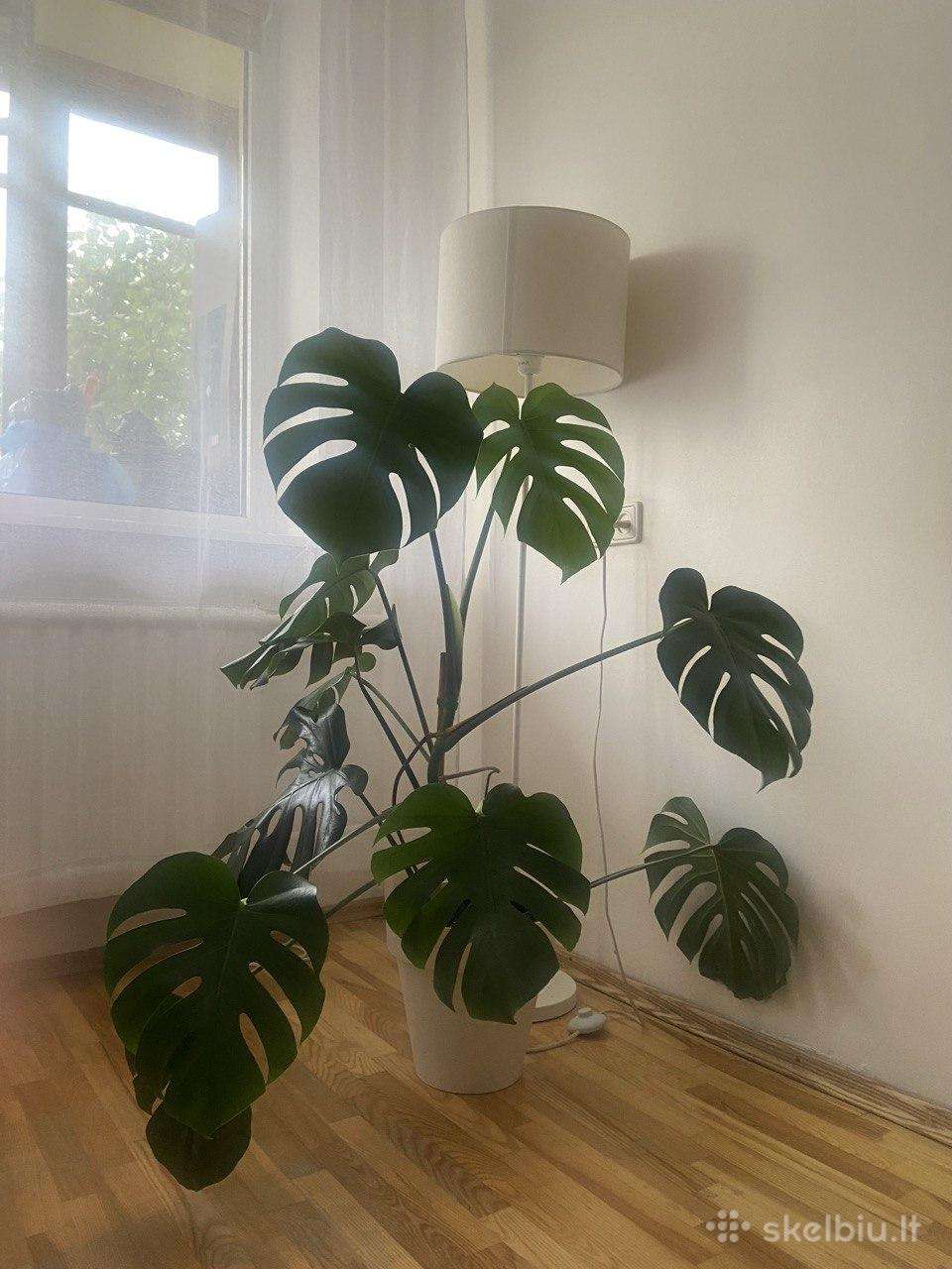Monstera deliciosa – 35 € Vilnius