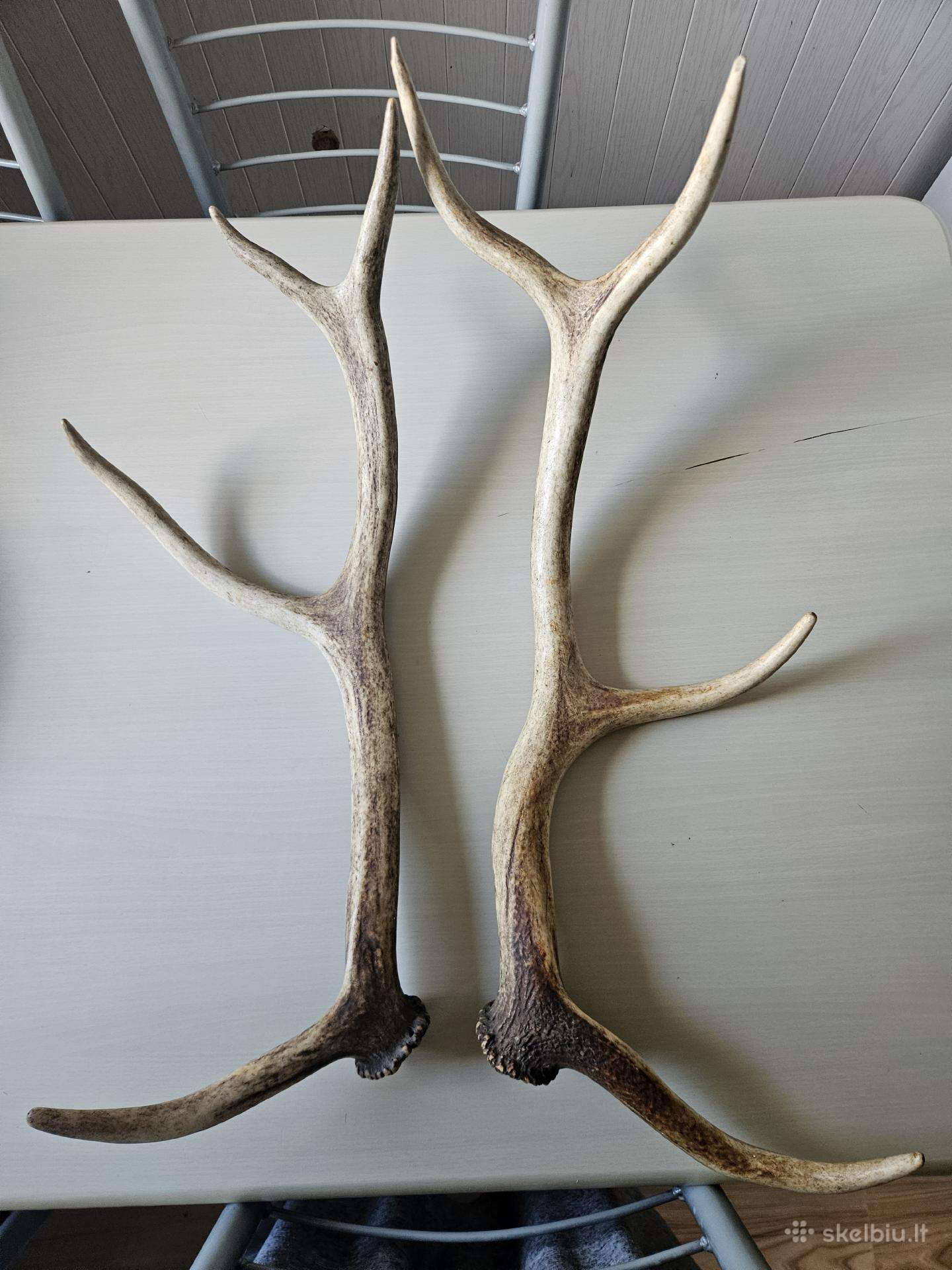 2 vnt ragai, 60 cm