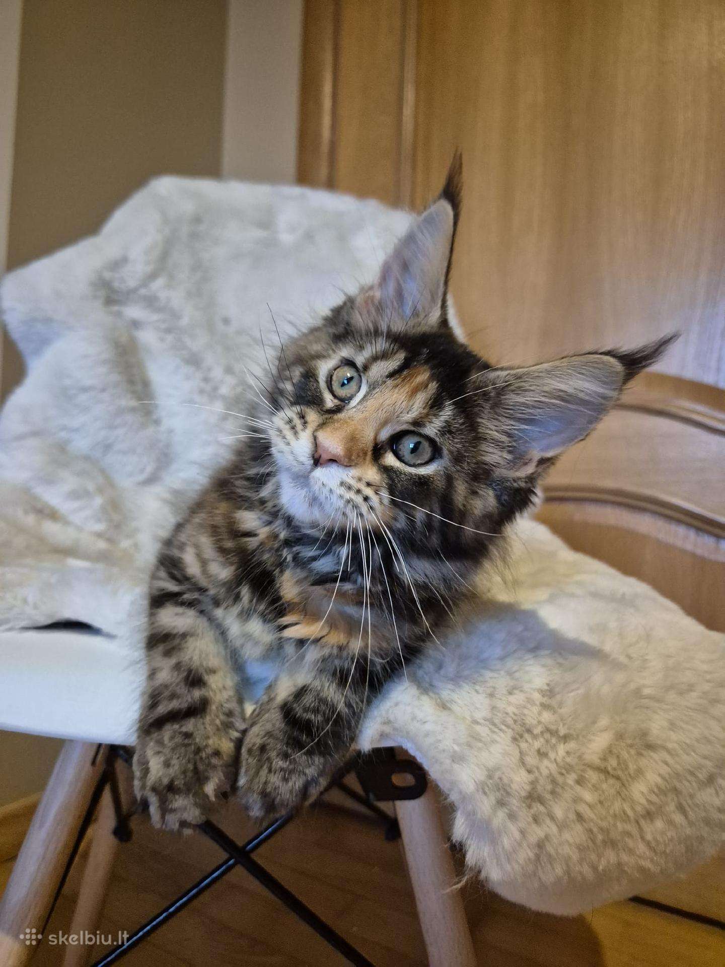 Mainecoon f22