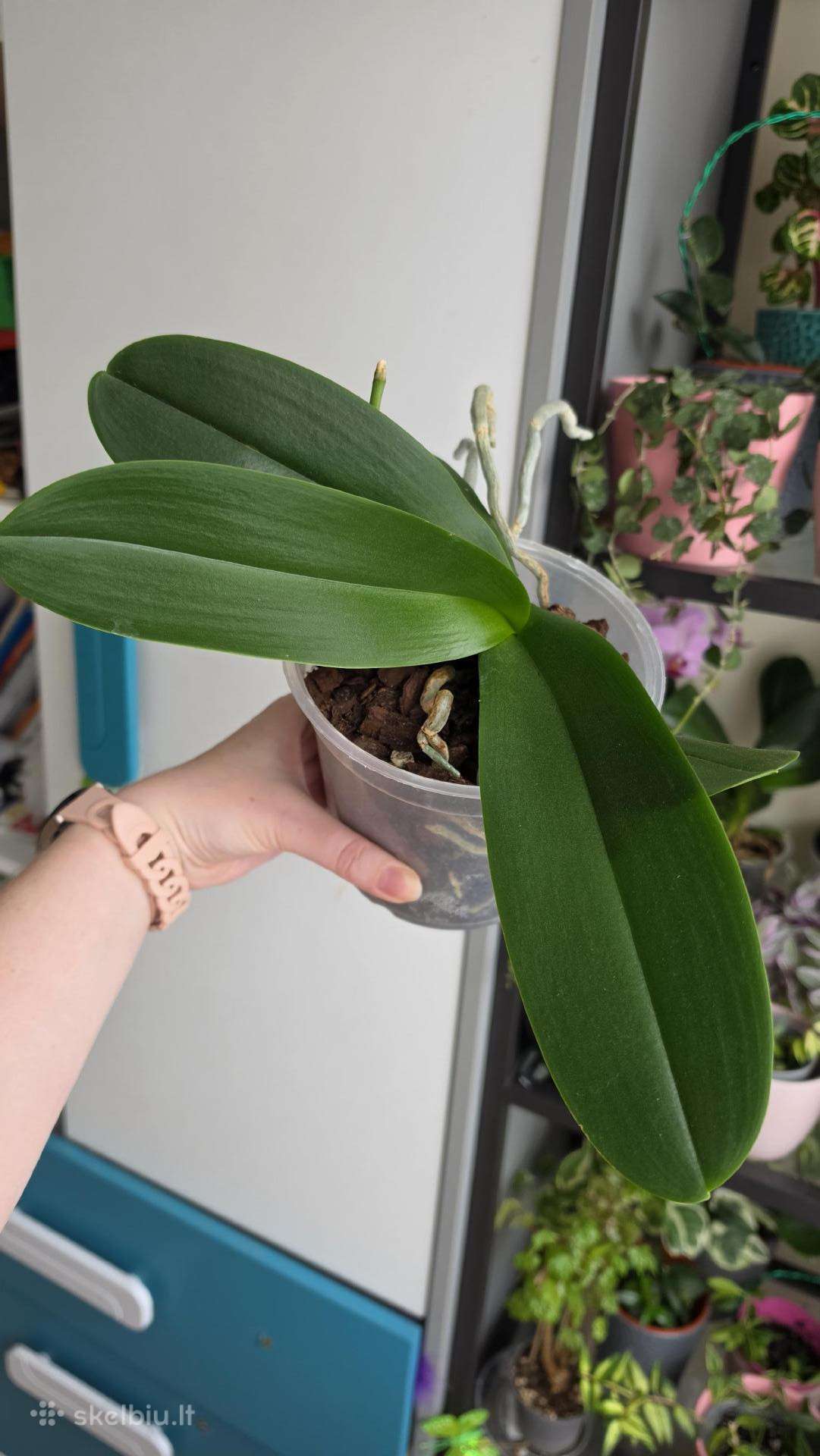 Orchidėja