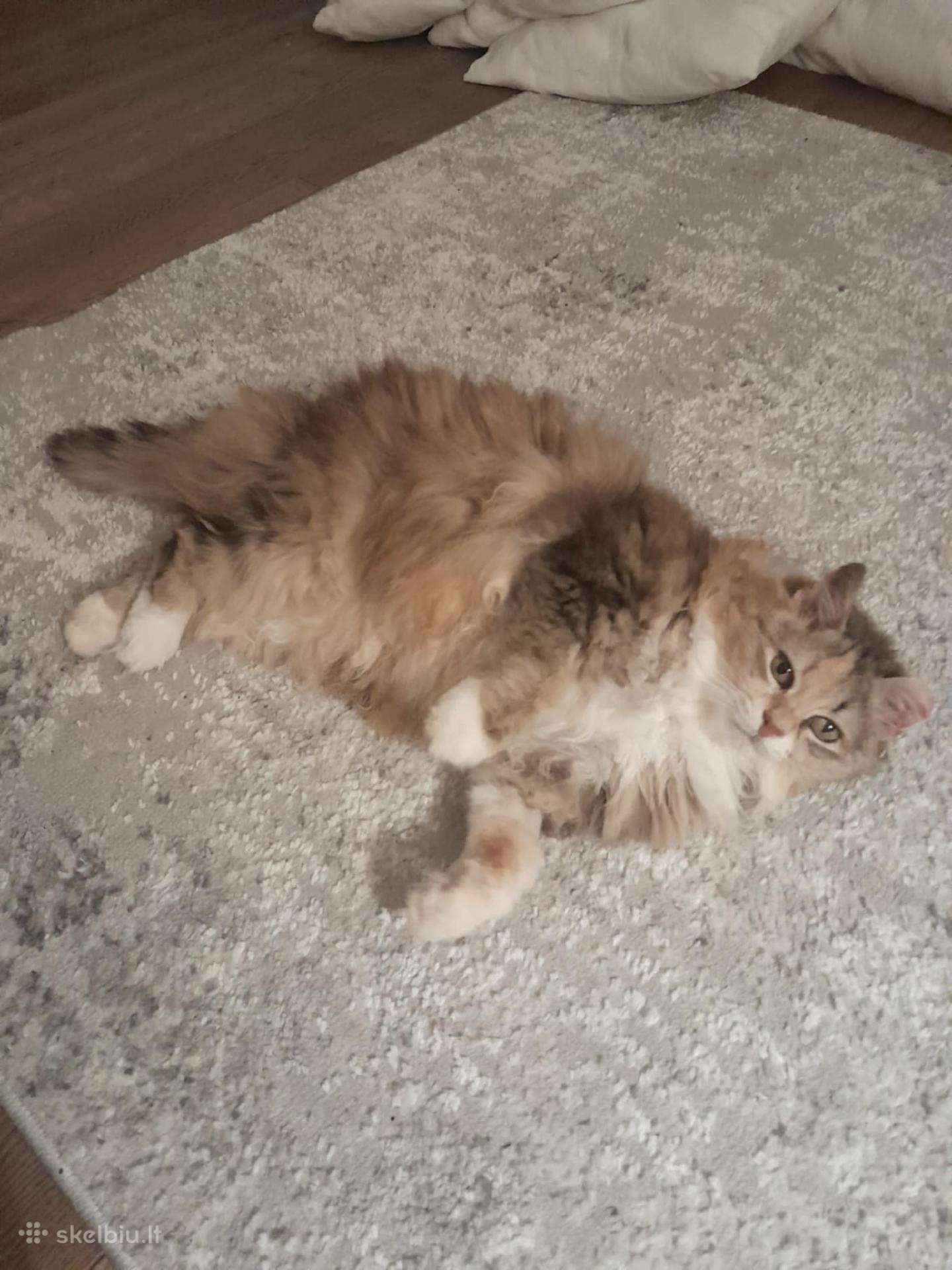 Princesė, 5m., benamėlė