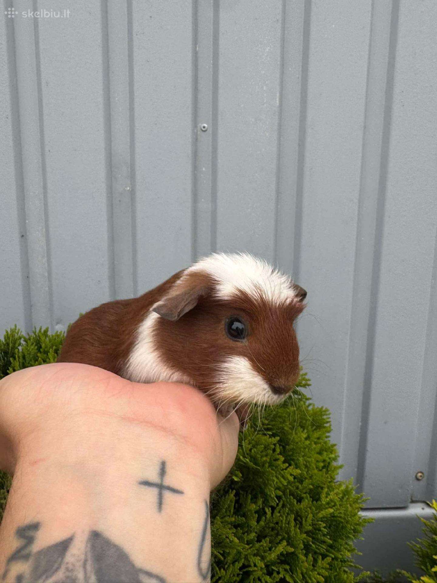 Jūrų kiaulytės