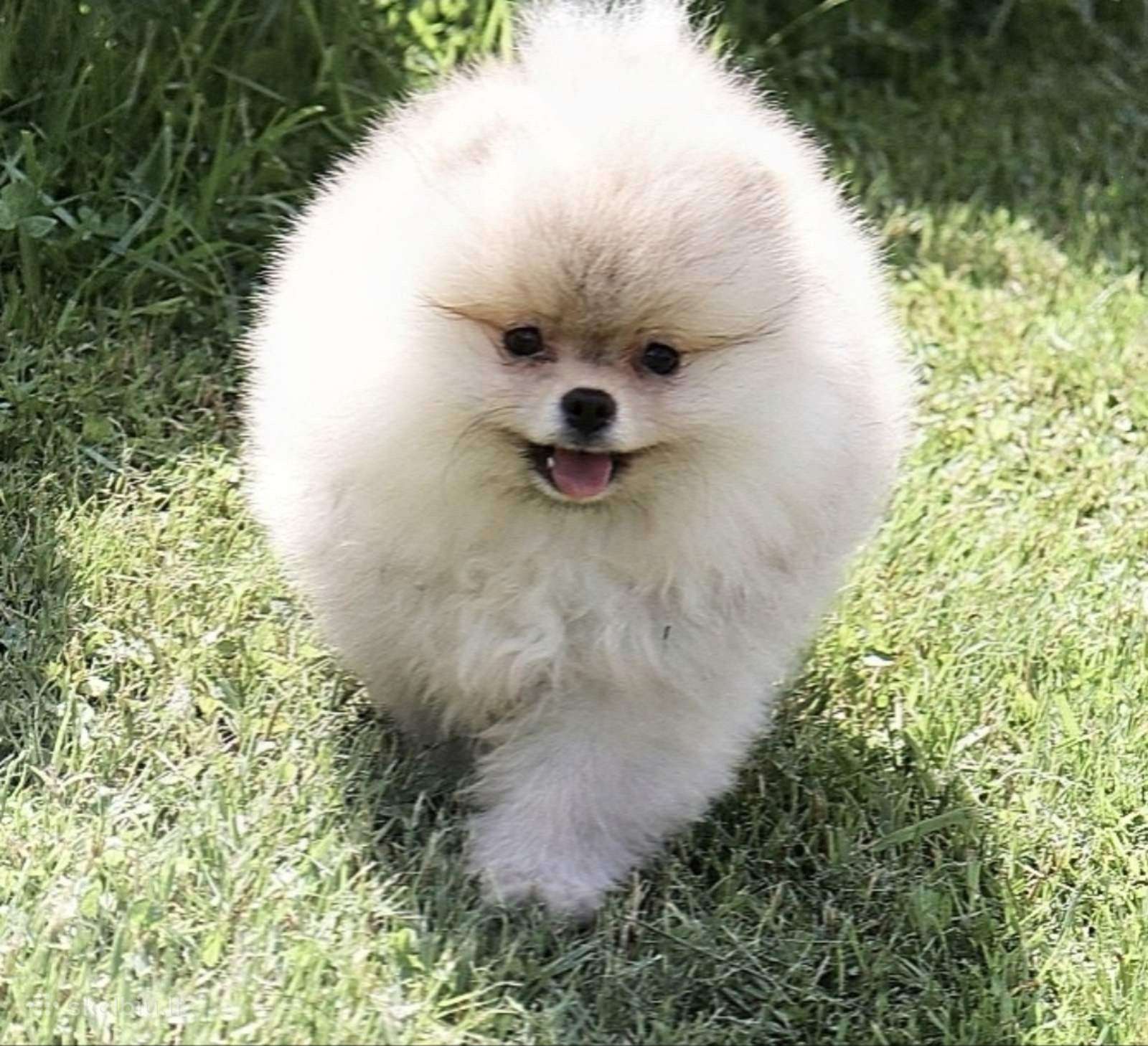 Nykštukiniai Pomeranian špiciukai