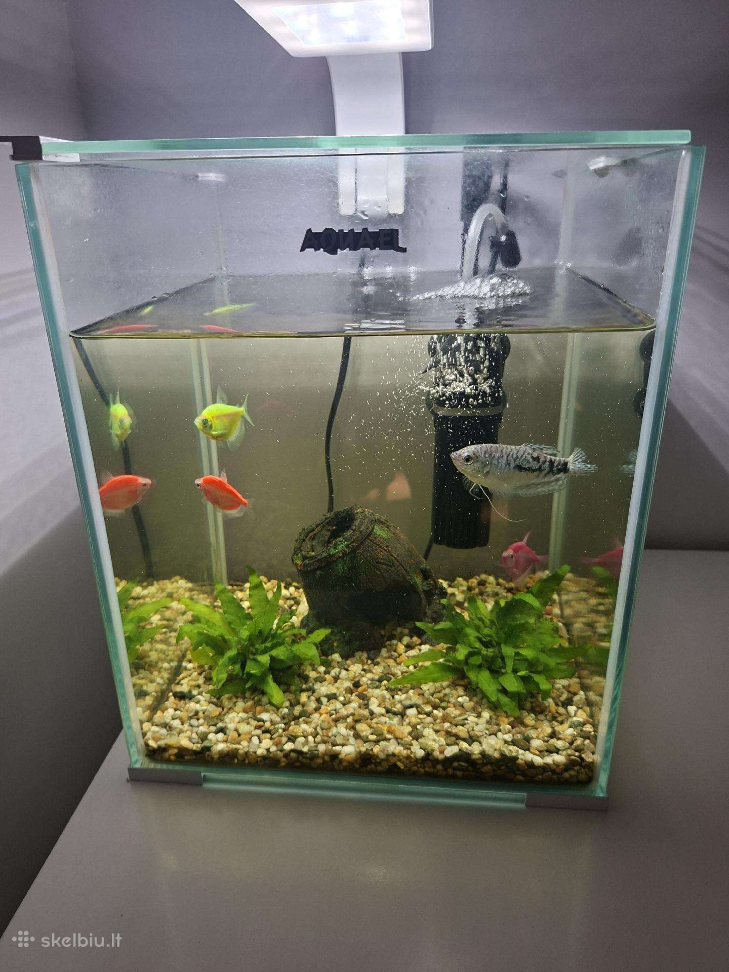 Akvariumas