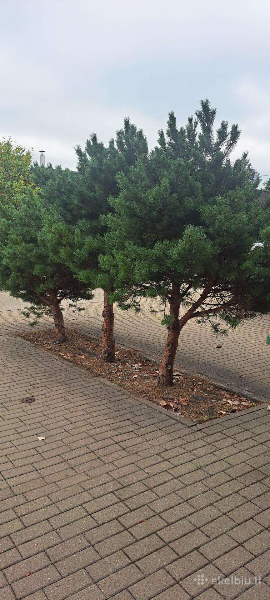 Trys pušys