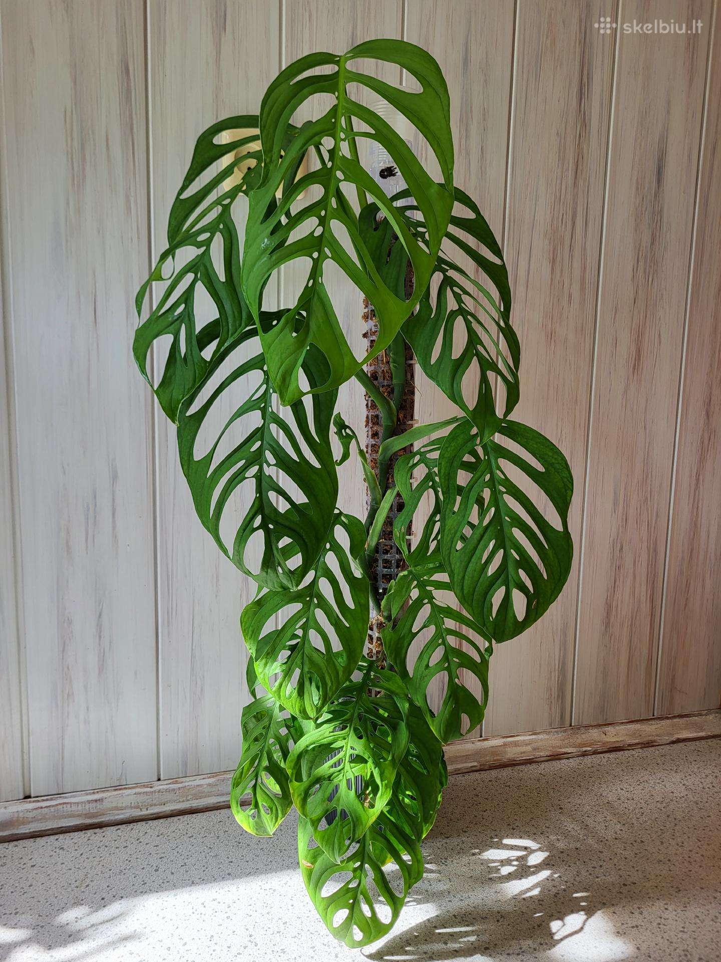 Monstera Esqueleto karpiniai