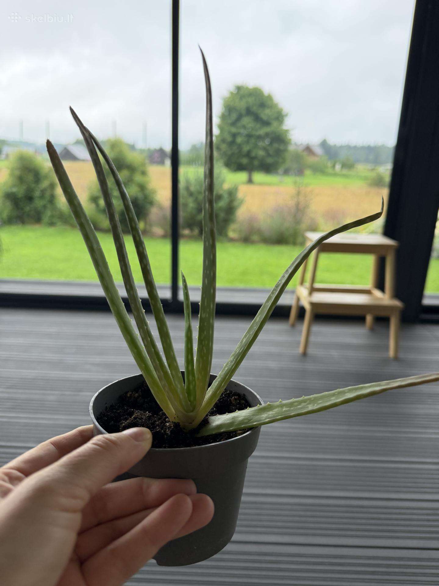 Aloe vera vaistinio augalo mažyliai
