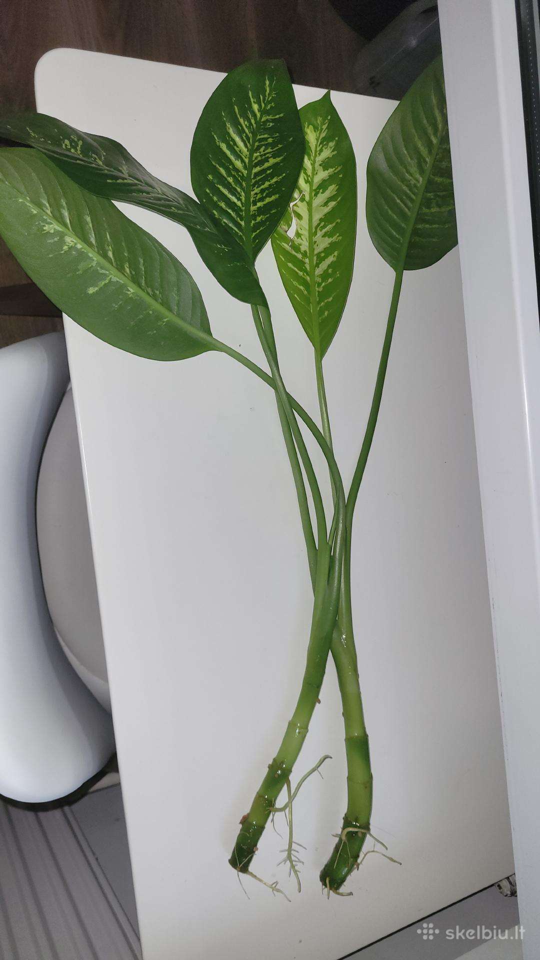 Diefenbachija