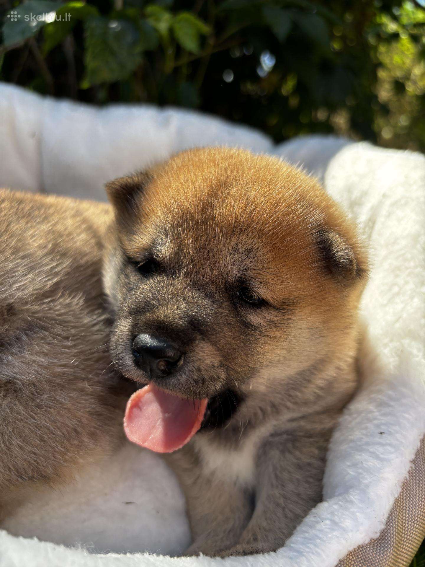 Shiba