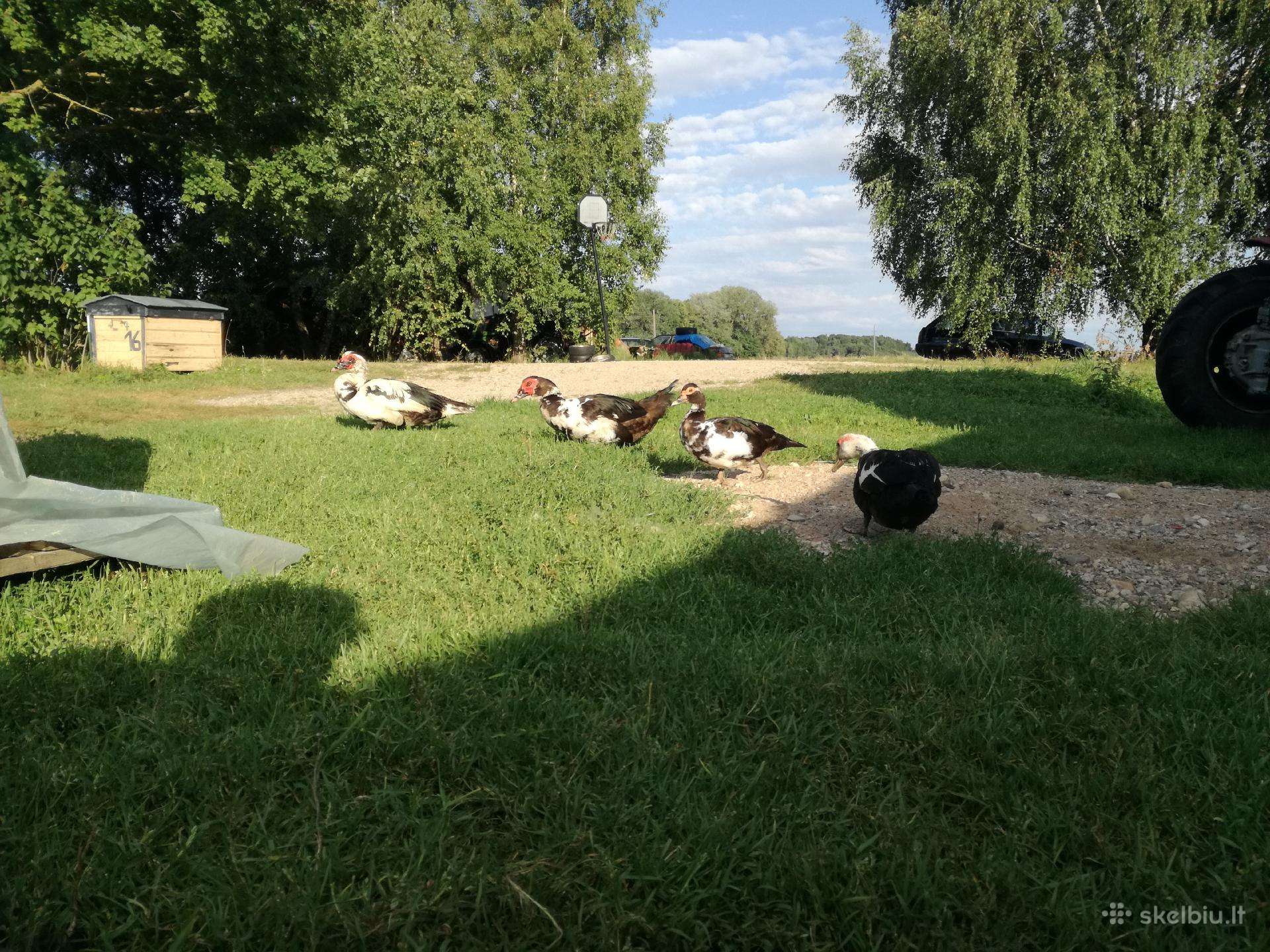 Muskusiniai ir bėgikai ančiukai iš Širvintų raj.