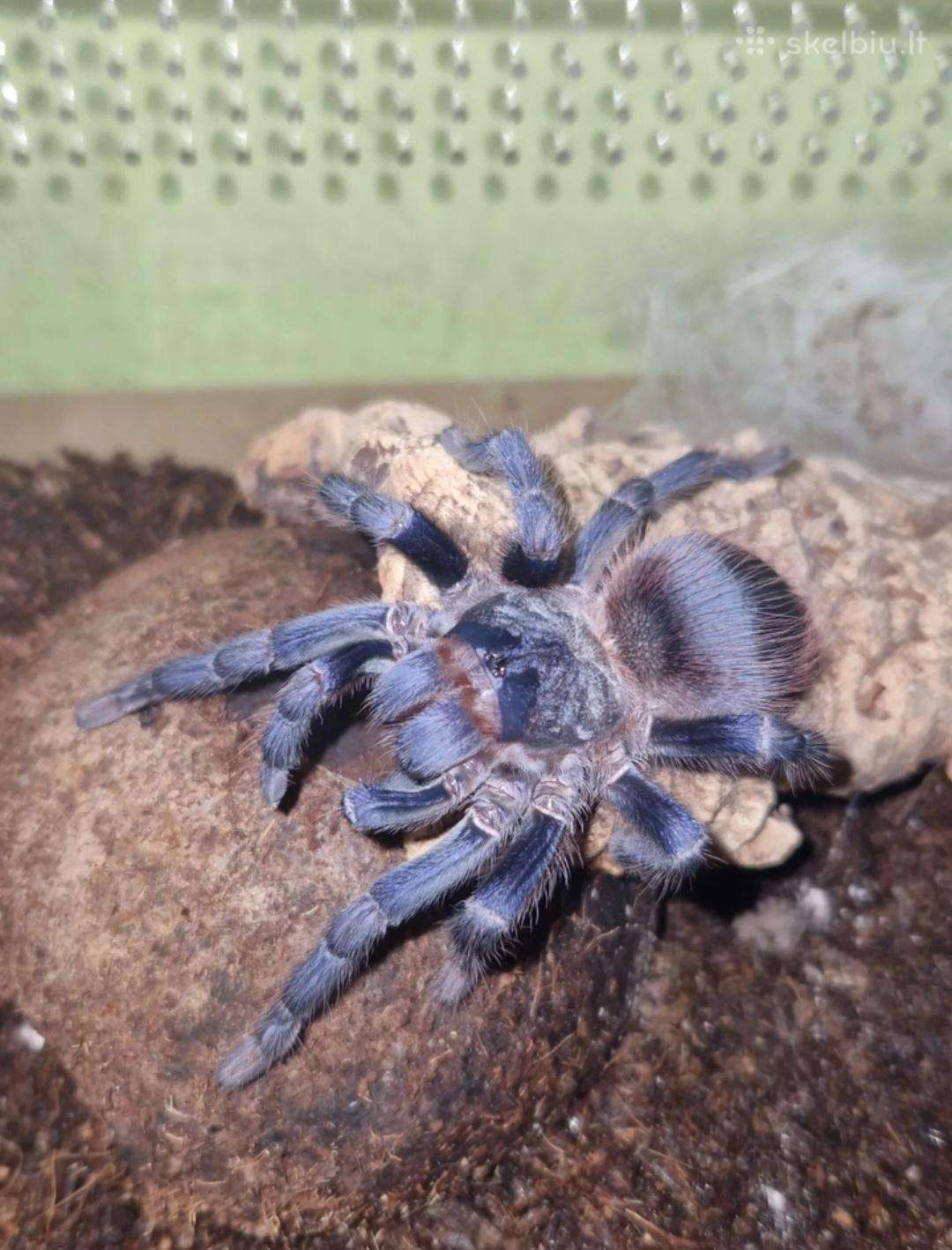 Tarantuliukai Lasiocyano sazimai, L1-l2