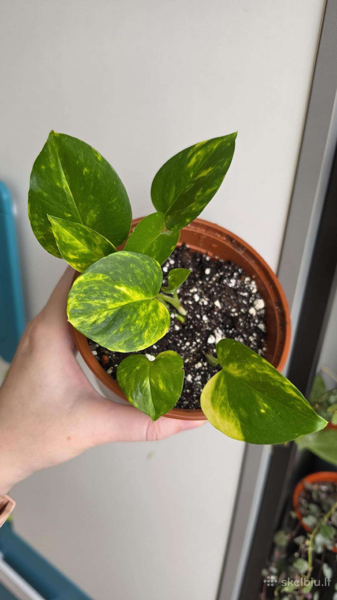 Epipremnum aureum
