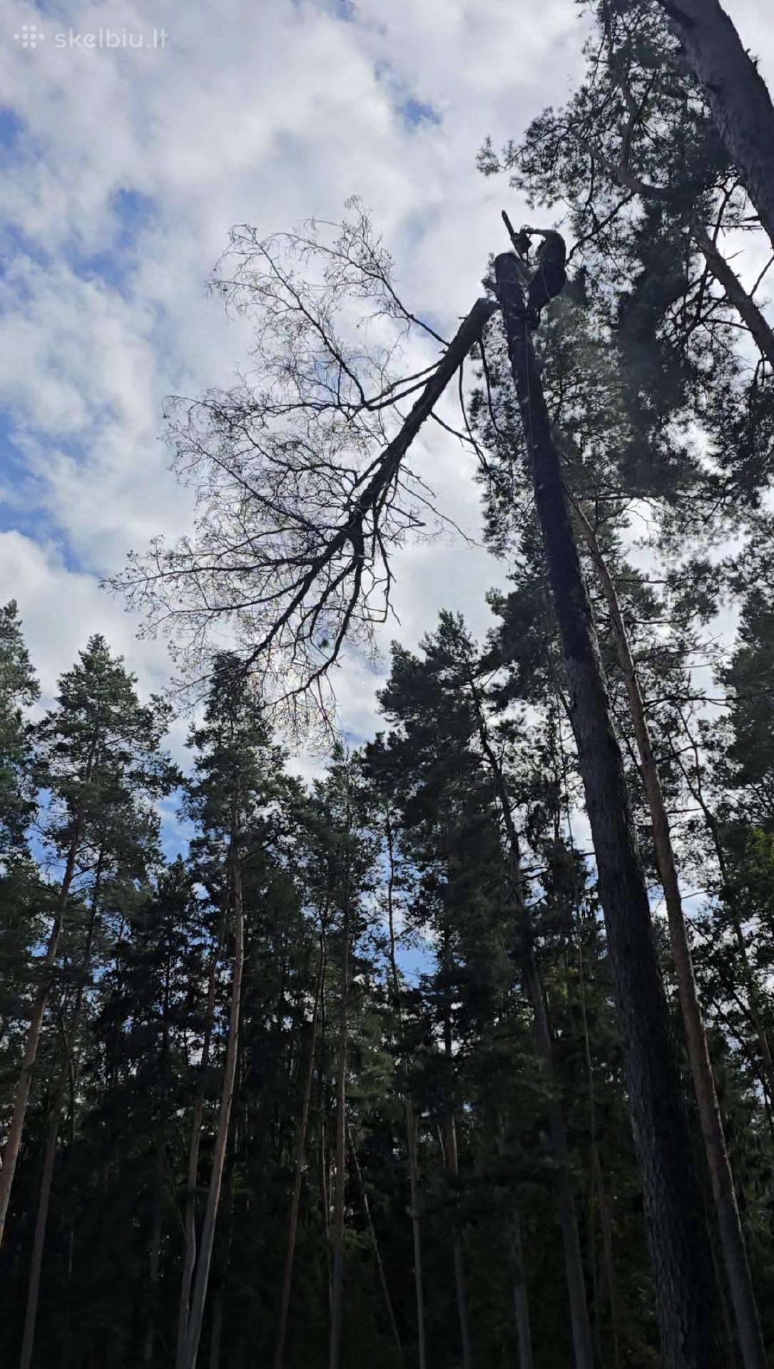 Pavojingų ir išvirtusių medžių pjovimas – greitai