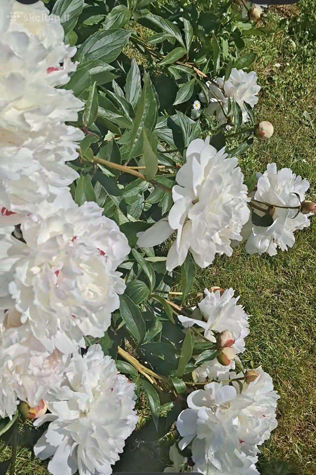 Bijunas Festiva Maxima