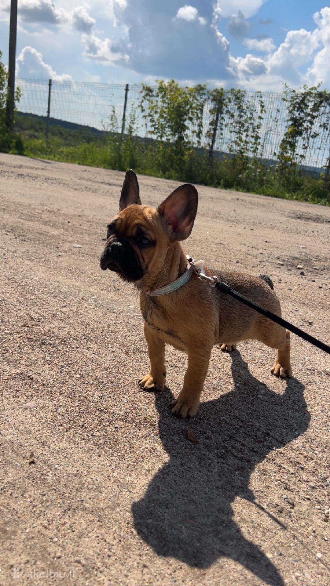 Parduodu prancūzų buldogo mergaitė