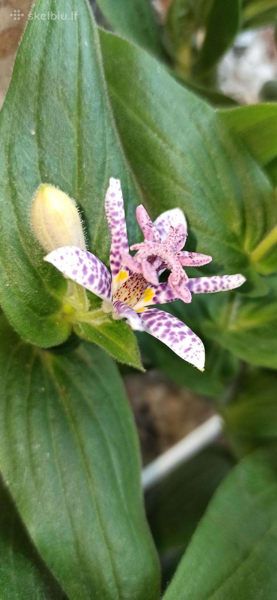 Lauko orchidėja