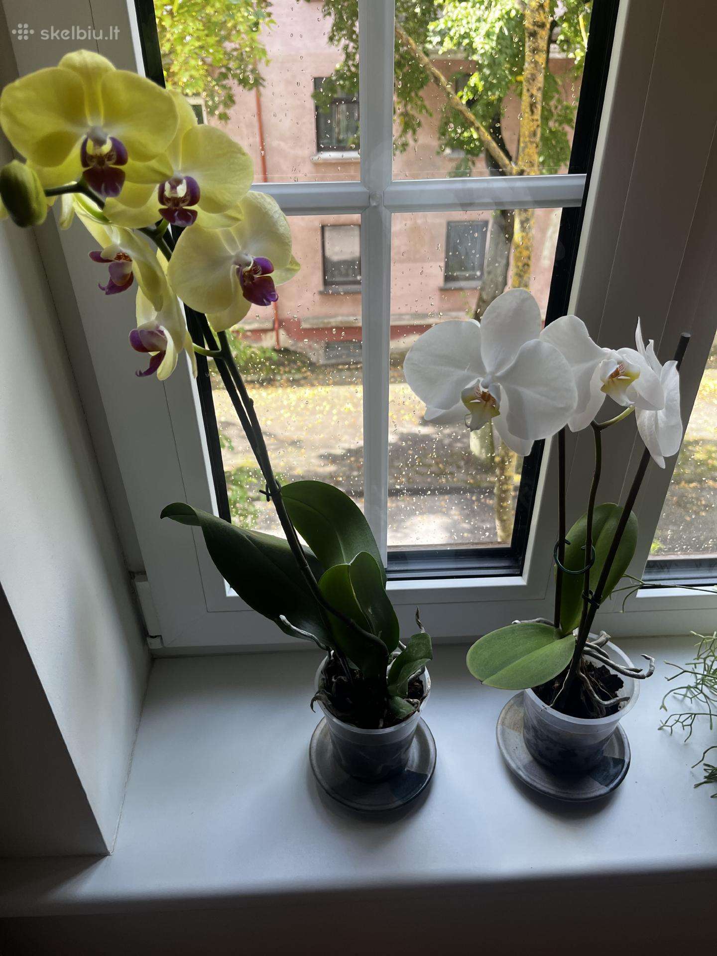 Orchidėjos